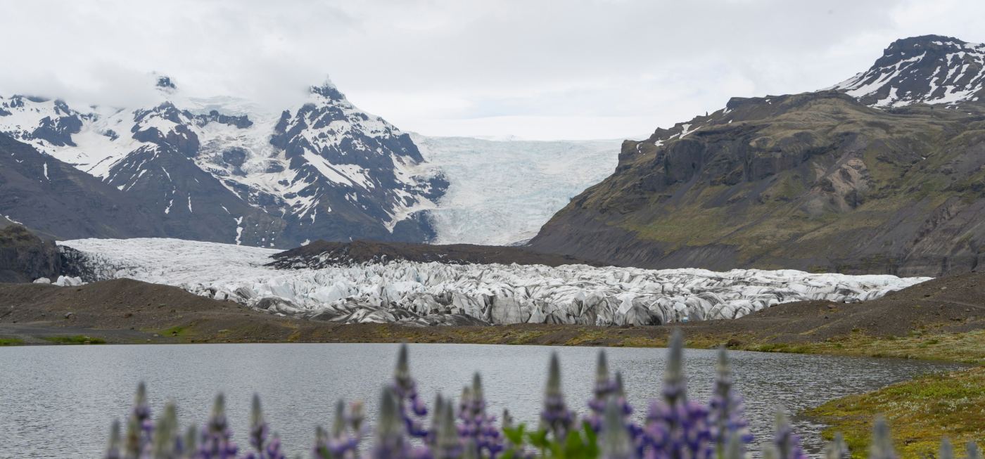 Svínafellsjökull behind a lupine field in summer