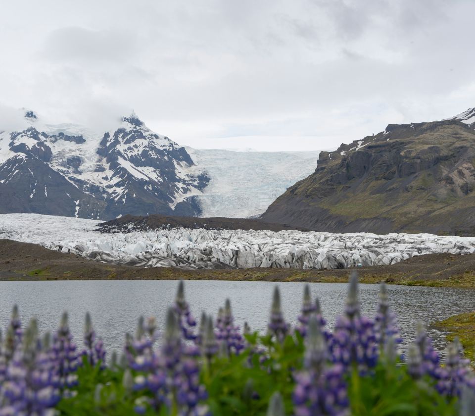 Lupines below Svínafellsjökull · Julian Berengar Sölter